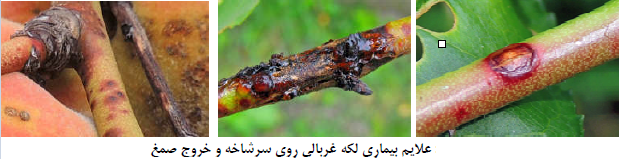 غربالی روی شاخه.PNG