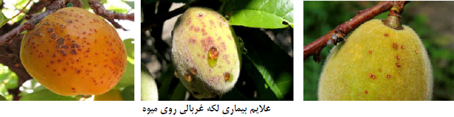 غربالی میوه.PNG